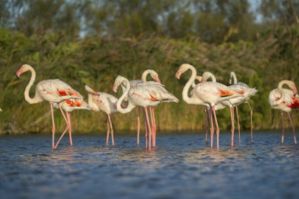 Greater Flamingos (Phoenicopterus roseus) standing in the water, Parc Naturel Regional de Camargue, France