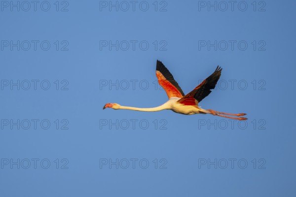 Greater Flamingo (Phoenicopterus roseus) flying in the sky at sunset, Parc Naturel Regional de Camargue, France
