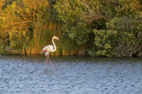 Greater Flamingo (Phoenicopterus roseus) walking in the water at sunset, Parc Naturel Regional de Camargue, France