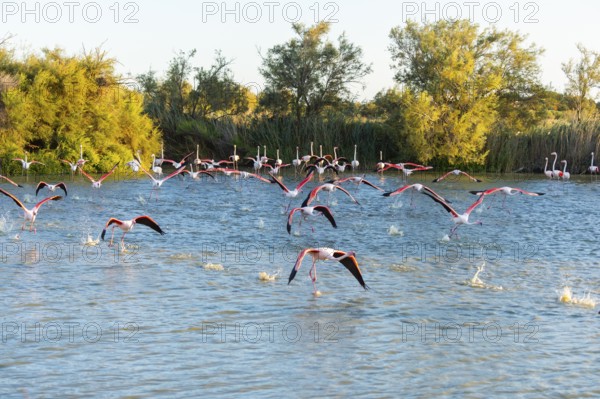 Greater Flamingo (Phoenicopterus roseus) starts flying from the water at sunset, Parc Naturel Regional de Camargue, France