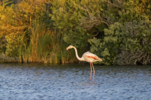 Greater Flamingo (Phoenicopterus roseus) standing in the water at sunset, Parc Naturel Regional de Camargue, France