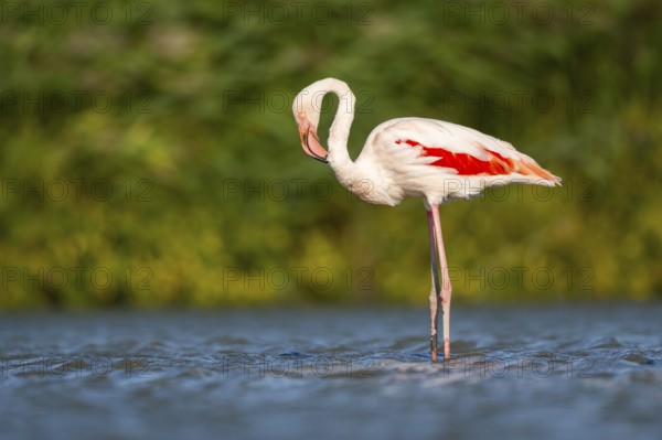 Greater Flamingo (Phoenicopterus roseus) standing in the water, Parc Naturel Regional de Camargue, France