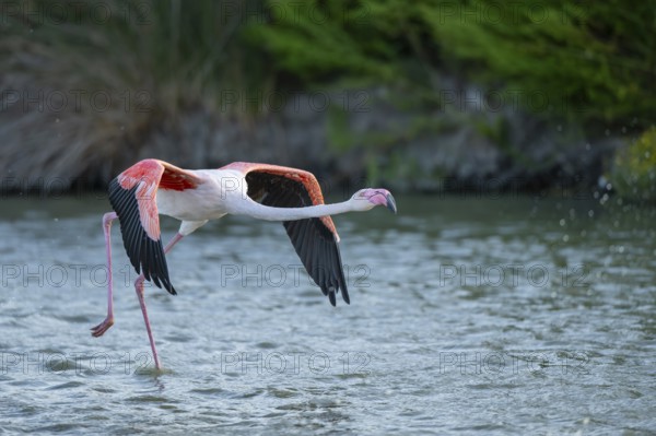 Greater Flamingo (Phoenicopterus roseus) starts flying from the water at sunset, Parc Naturel Regional de Camargue, France