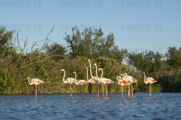 Greater Flamingos (Phoenicopterus roseus) standing in the water, Parc Naturel Regional de Camargue, France