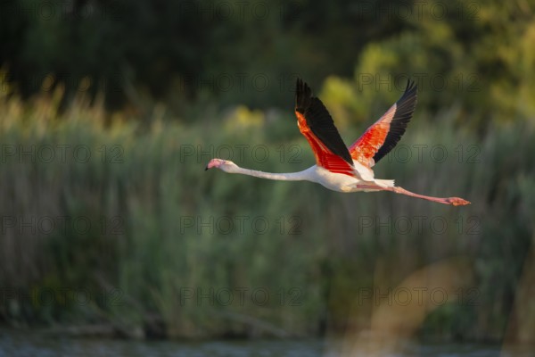 Greater Flamingo (Phoenicopterus roseus) starts flying from the water at sunset, Parc Naturel Regional de Camargue, France