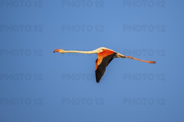 Greater Flamingo (Phoenicopterus roseus) flying in the sky at sunset, Parc Naturel Regional de Camargue, France