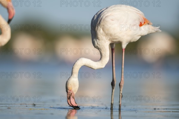 Greater Flamingo (Phoenicopterus roseus) standing in the water, Parc Naturel Regional de Camargue, France