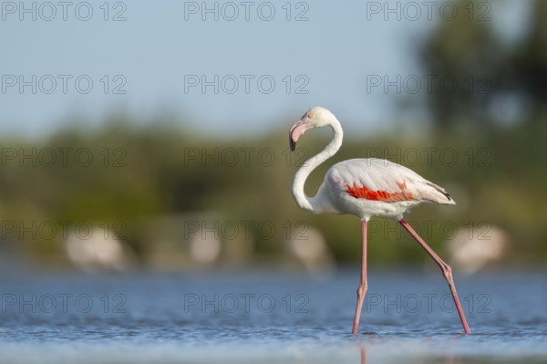 Greater Flamingo (Phoenicopterus roseus) walking in the water, Parc Naturel Regional de Camargue, France