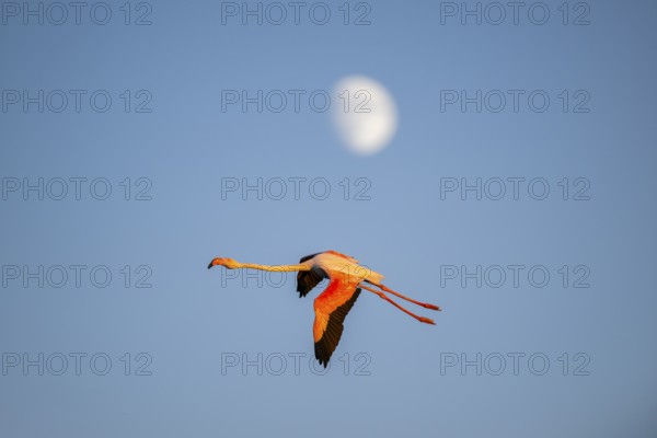 Greater Flamingo (Phoenicopterus roseus) flying in the sky with the moon in the background at sunset, Parc Naturel Regional de Camargue, France