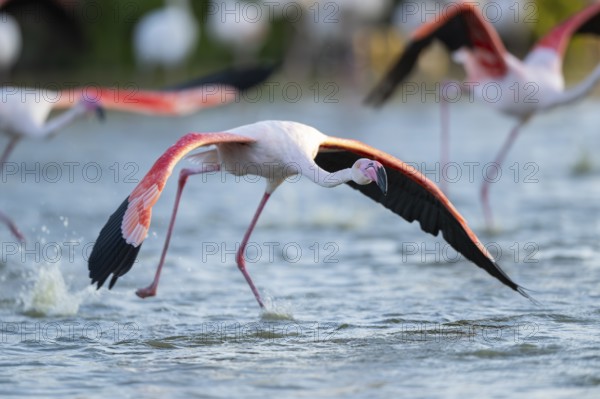 Greater Flamingo (Phoenicopterus roseus) starts flying from the water at sunset, Parc Naturel Regional de Camargue, France