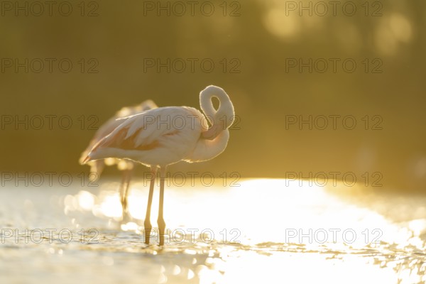 Greater Flamingo (Phoenicopterus roseus) standing in the water at sunset, Parc Naturel Regional de Camargue, France