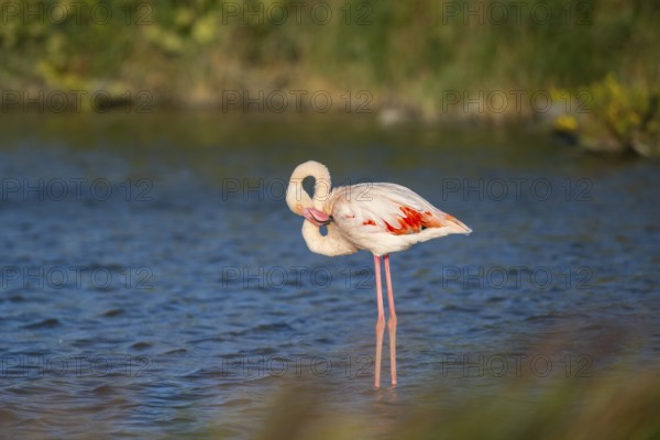 Greater Flamingo (Phoenicopterus roseus) standing in the water, Parc Naturel Regional de Camargue, France