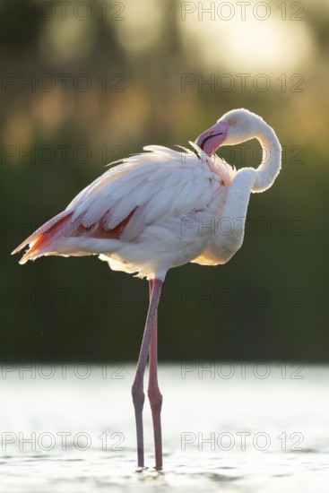 Greater Flamingo (Phoenicopterus roseus) standing in the water at sunset, Parc Naturel Regional de Camargue, France