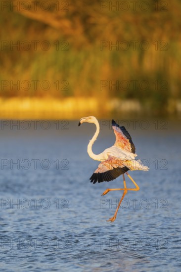 Greater Flamingo (Phoenicopterus roseus) landing in the water at sunset, Parc Naturel Regional de Camargue, France