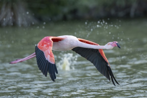 Greater Flamingo (Phoenicopterus roseus) starts flying from the water at sunset, Parc Naturel Regional de Camargue, France