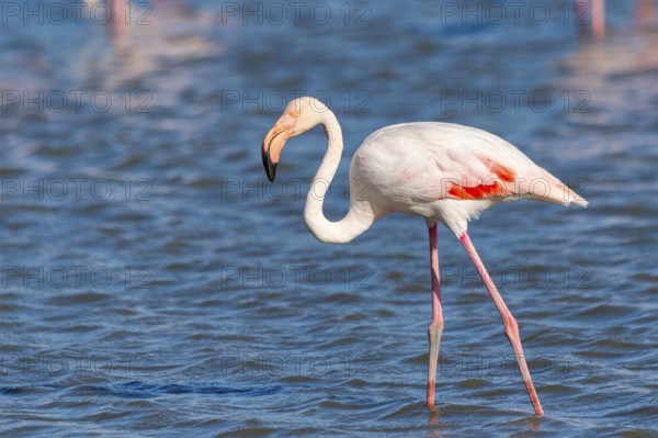 Greater Flamingo (Phoenicopterus roseus) walking in the water, Parc Naturel Regional de Camargue, France