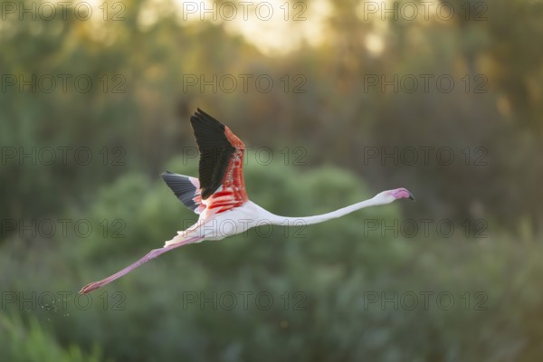 Greater Flamingo (Phoenicopterus roseus) starts flying from the water at sunset, Parc Naturel Regional de Camargue, France