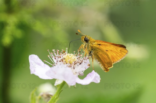 Large skipper (Ochlodes sylvanus) on a blackberry (Rubus allegheniensis) blossom, Bavaria, Germany