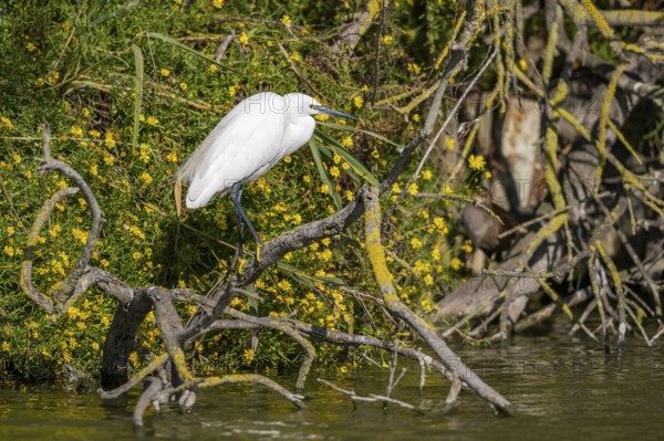 Great egret (Ardea alba) standing on the edge of the water, hunting, Parc Naturel Regional de Camargue, France