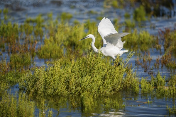 Great egret (Ardea alba) landing on the edge of the water, Parc Naturel Regional de Camargue, France