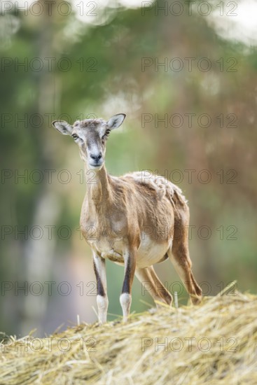 European mouflon (Ovis aries musimon) standing on a feeding place, Hesse, Germany