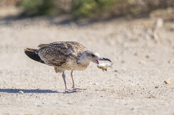 Yellow-legged gull (Larus michahellis) youngster eating a fish, Parc Naturel Regional de Camargue, France