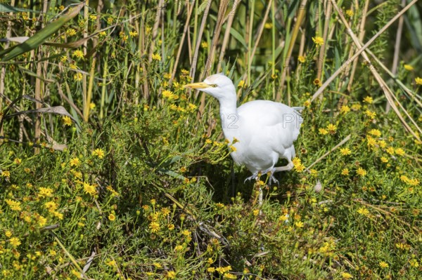 Western cattle egret (Ardea ibis) walking in the flowers on the edge of the water, hunting, Parc Naturel Regional de Camargue, France