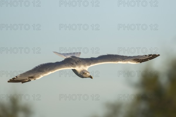 Yellow-legged gull (Larus michahellis) flying at sunset, Parc Naturel Regional de Camargue, France