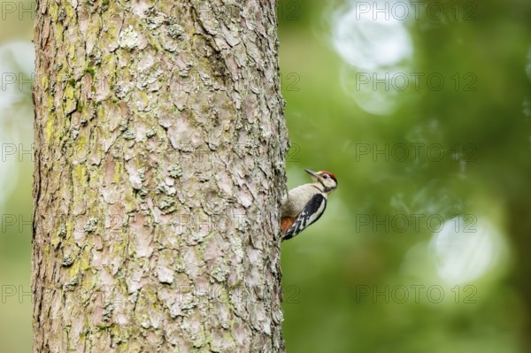 Middle spotted woodpecker (Dendrocoptes medius) an a tree hunting for food, Bavaria, Germany