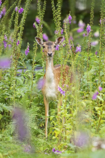 Fallow deer (Dama dama) doe standing in middle of Common foxglove (digitalis purpurea) blossoms in summer, Hesse, Germany