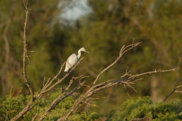 Great egret (Ardea alba) standing on a tree, hunting, Parc Naturel Regional de Camargue, France