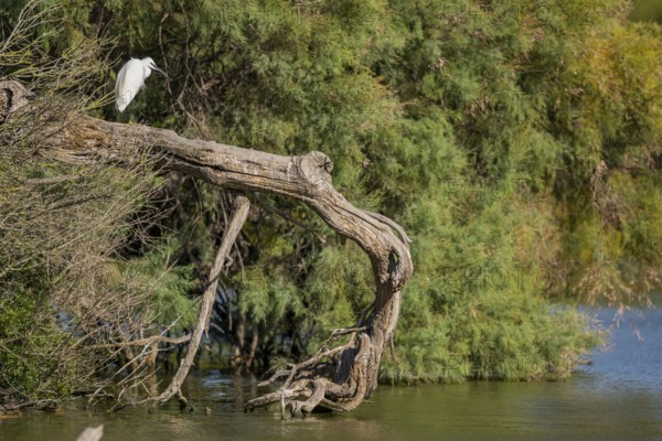 Great egret (Ardea alba) standing on the edge of the water, hunting, Parc Naturel Regional de Camargue, France