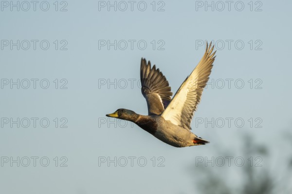 Wild duck (Anas platyrhynchos) flying at sunset, Parc Naturel Regional de Camargue, France