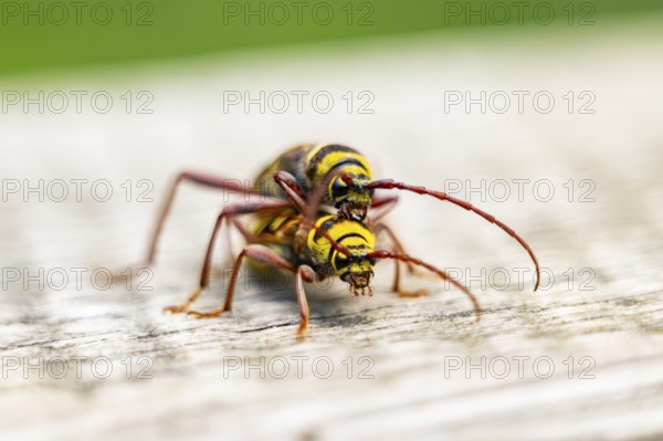 Four-banded longhorn beetle (Leptura quadrifasciata) at mating, Hesse, Germany