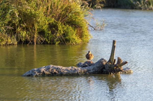 Wild duck (Anas platyrhynchos) sitting on a wood in the water at sunset, Parc Naturel Regional de Camargue, France