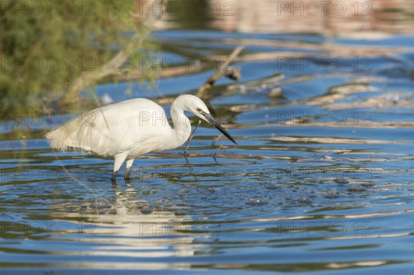 Great egret (Ardea alba) standing on the edge of the water, hunting, Parc Naturel Regional de Camargue, France