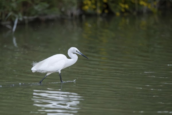 Great egret (Ardea alba) walking in the water, portrait, Parc Naturel Regional de Camargue, France