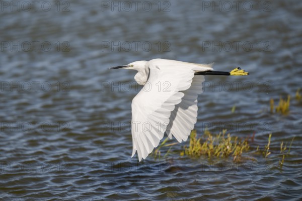 Great egret (Ardea alba) flying over the water, Parc Naturel Regional de Camargue, France