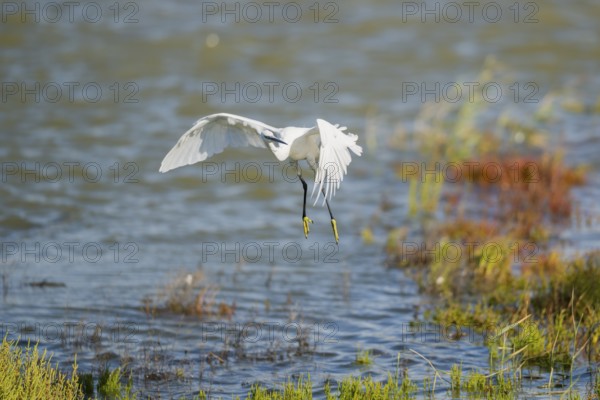 Great egret (Ardea alba) landing on the edge of the water, Parc Naturel Regional de Camargue, France