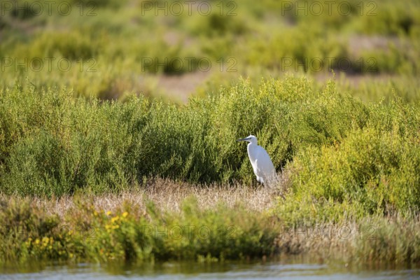Great egret (Ardea alba) standing on the edge of the water, hunting, Parc Naturel Regional de Camargue, France