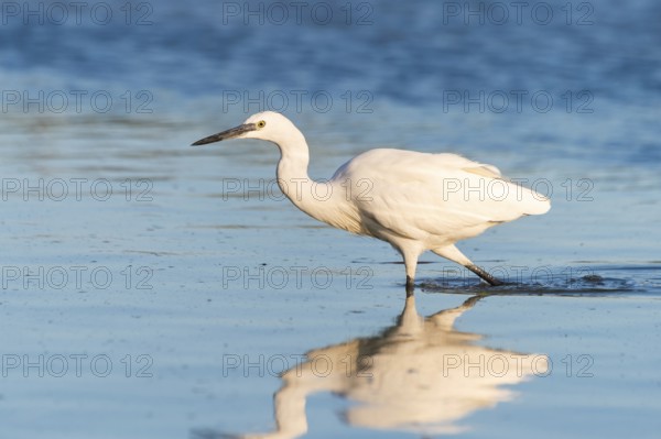 Great egret (Ardea alba) walking in the water, portrait, Parc Naturel Regional de Camargue, France