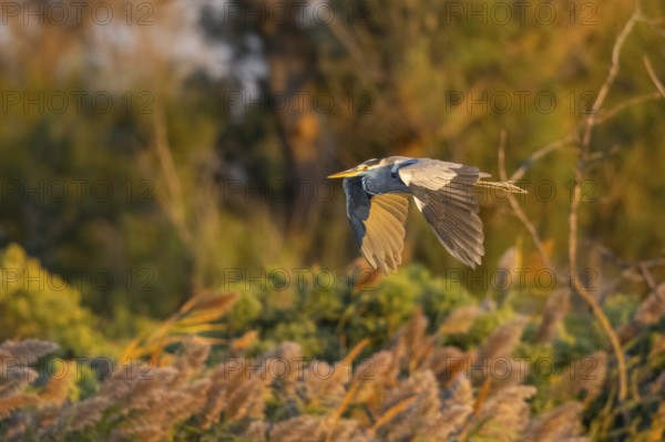 Grey heron (Ardea cinerea) flying at sunset, Parc Naturel Regional de Camargue, France