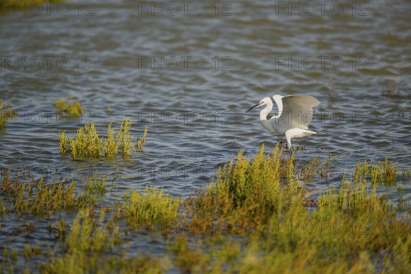 Great egret (Ardea alba) landing on the edge of the water, Parc Naturel Regional de Camargue, France