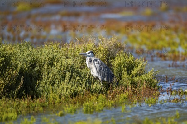 Grey heron (Ardea cinerea) standing on the edge of the water, hunting, Parc Naturel Regional de Camargue, France