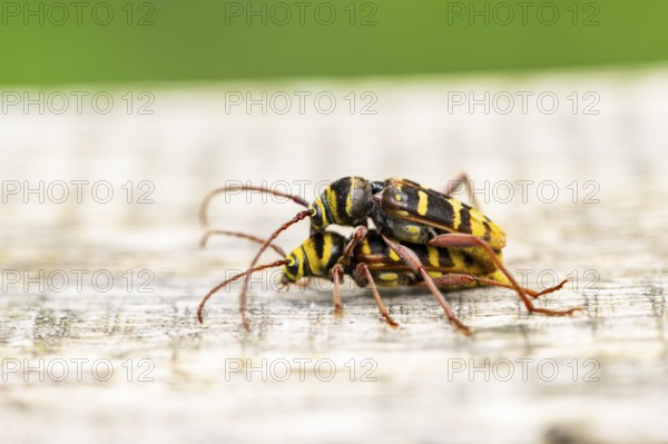 Four-banded longhorn beetle (Leptura quadrifasciata) at mating, Hesse, Germany
