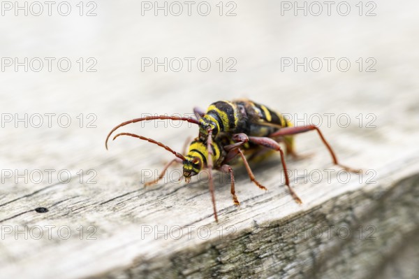 Four-banded longhorn beetle (Leptura quadrifasciata) at mating, Hesse, Germany