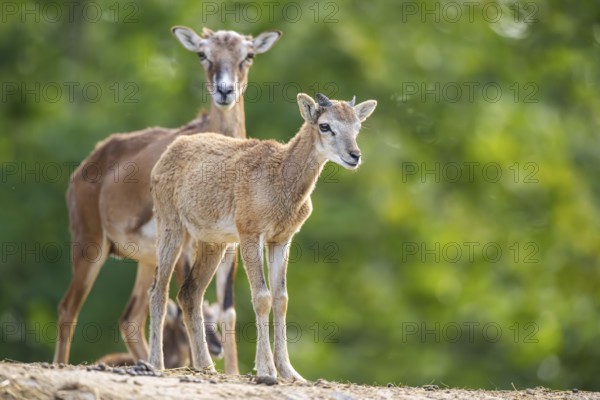 European mouflon (Ovis aries musimon) standing on a feeding place, Hesse, Germany