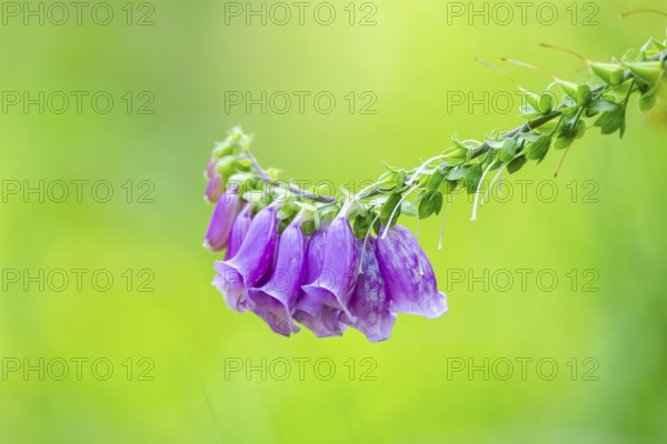 Common foxglove (digitalis purpurea) blossoms in summer, Hesse, Germany