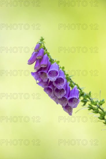 Common foxglove (digitalis purpurea) blossoms in summer, Hesse, Germany
