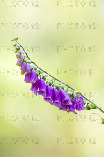 Common foxglove (digitalis purpurea) blossoms in summer, Hesse, Germany